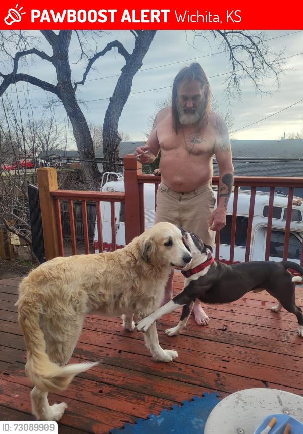 Lost Female Dog last seen Custer & Wildwood, Wichita, KS 67217