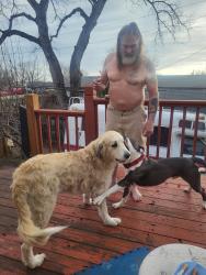 Lost Female Dog last seen Custer & Wildwood, Wichita, KS 67217