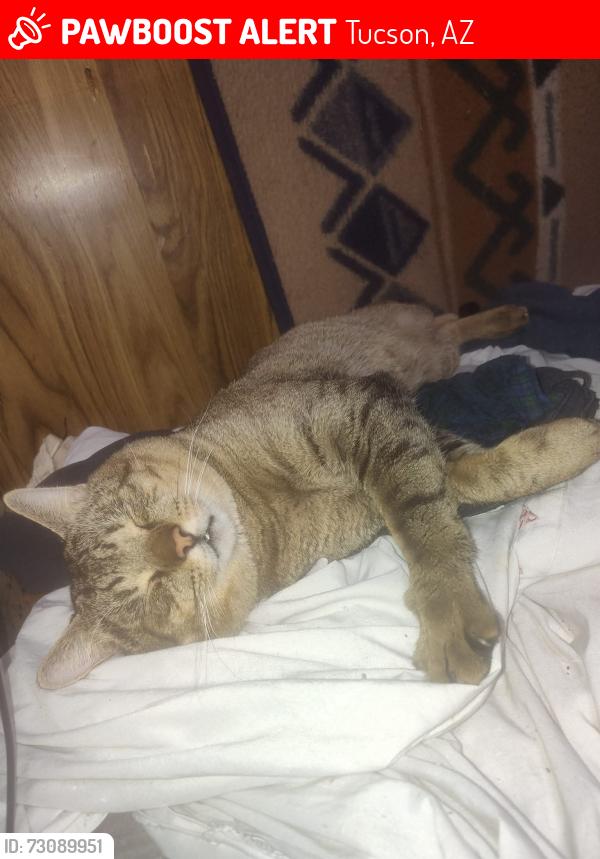 Lost Male Cat last seen MossMan and s Camino de oeste, Tucson, AZ 85746