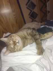 Lost Male Cat last seen MossMan and s Camino de oeste, Tucson, AZ 85746
