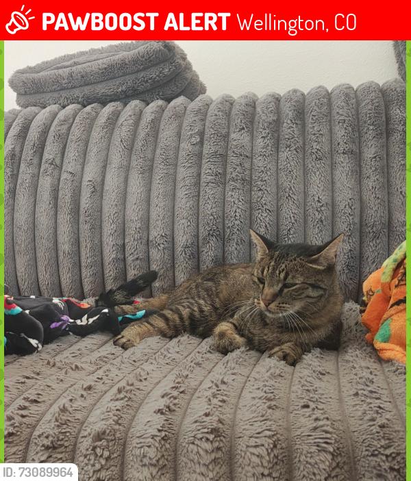 Lost Male Cat last seen Ridleys, Wellington, CO 80549