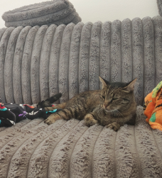 Lost Male Cat last seen Ridleys, Wellington, CO 80549