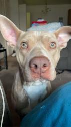 Lost Male Dog last seen Wright brothers, Dayton, OH 45403