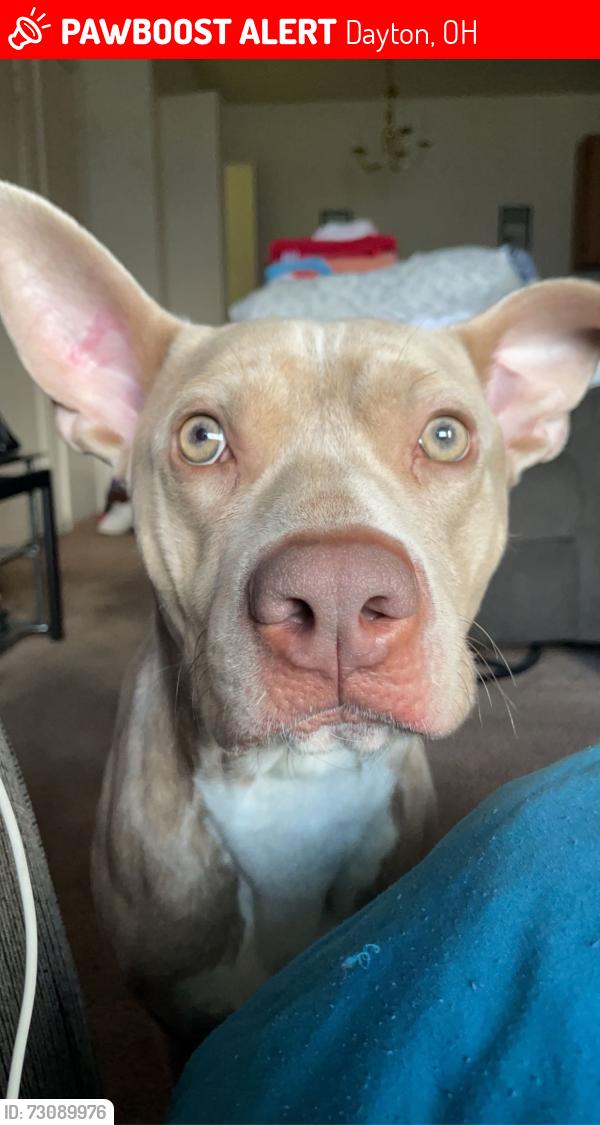 Lost Male Dog last seen Wright brothers, Dayton, OH 45403