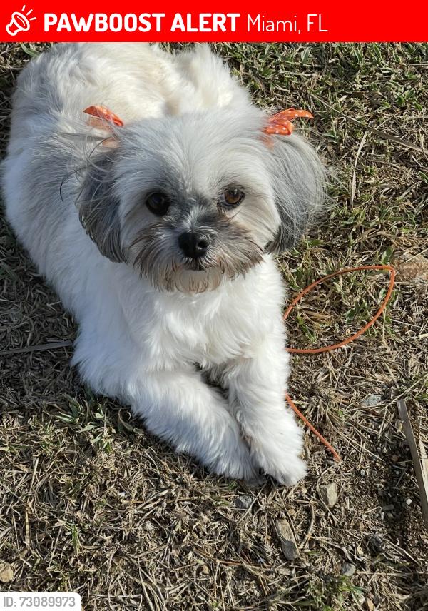 Lost Female Dog last seen Near nw 201st st 33169, Miami, FL 33169