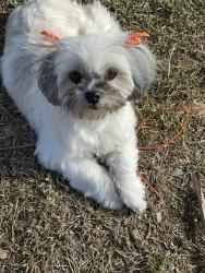 Lost Female Dog last seen Near nw 201st st 33169, Miami, FL 33169