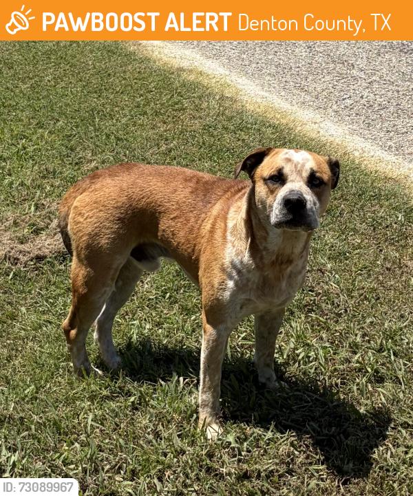 Found/Stray Male Dog last seen Lake Ray Roberts Dam & Water Plant, Denton County, TX 76227