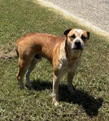 Found/Stray Male Dog last seen Lake Ray Roberts Dam & Water Plant, Denton County, TX 76227