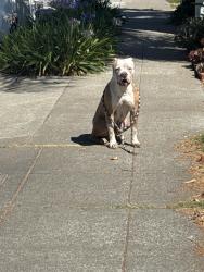 Found/Stray Male Dog last seen found on bancroft / 108th area, san leandro/oakland border, San Leandro, CA 94577