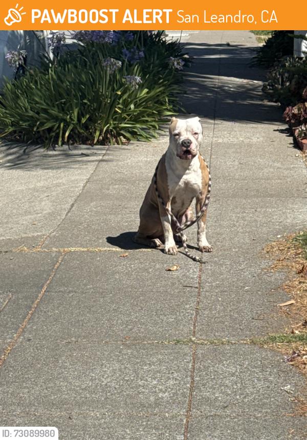 Found/Stray Male Dog last seen found on bancroft / 108th area, san leandro/oakland border, San Leandro, CA 94577