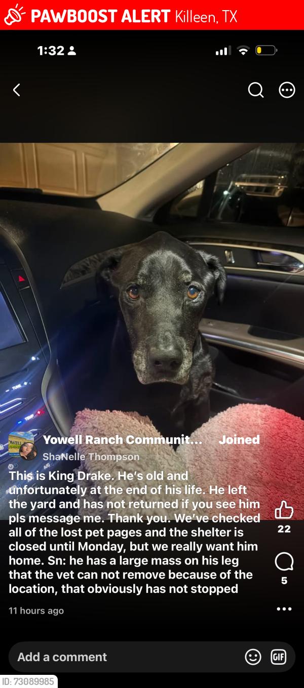Lost Male Dog last seen killeen texas, Killeen, TX 76541