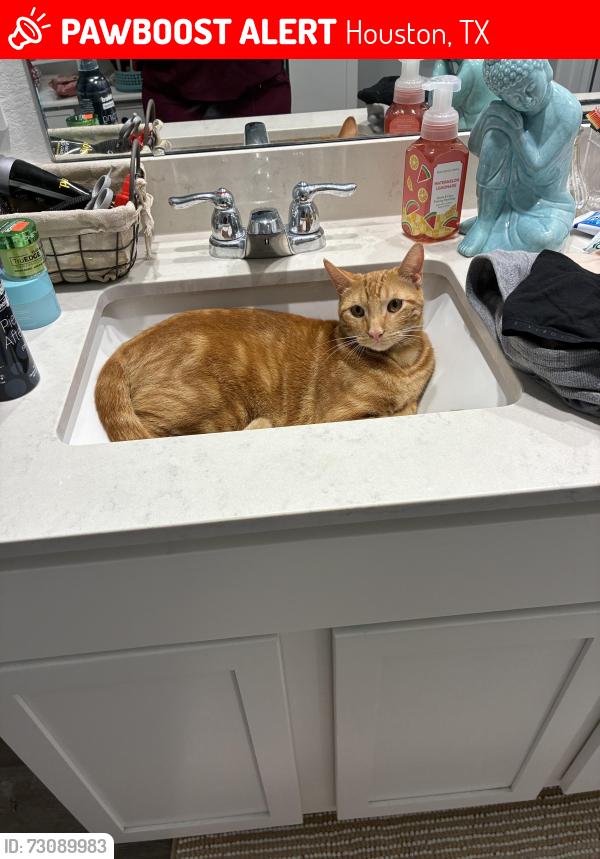 Lost Male Cat last seen Almeda Genoa, Houston, TX 77048