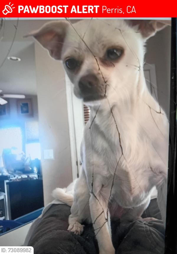 Lost Female Dog last seen Gavilan rd, Perris, CA 92570