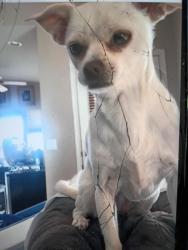Lost Female Dog last seen Gavilan rd, Perris, CA 92570