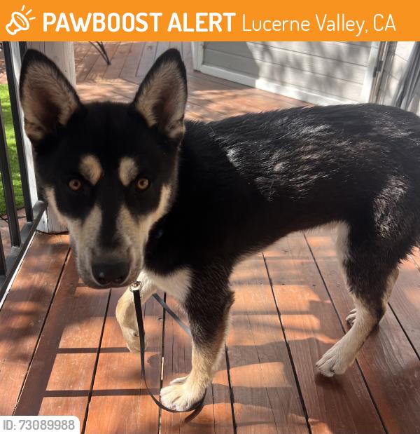Found/Stray Unknown Dog last seen Between Old Woman and Woodland, Lucerne Valley, CA 92356