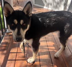 Found/Stray Unknown Dog last seen Between Old Woman and Woodland, Lucerne Valley, CA 92356