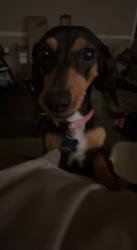 Lost Female Dog last seen 8th st, Yuma, AZ 85364
