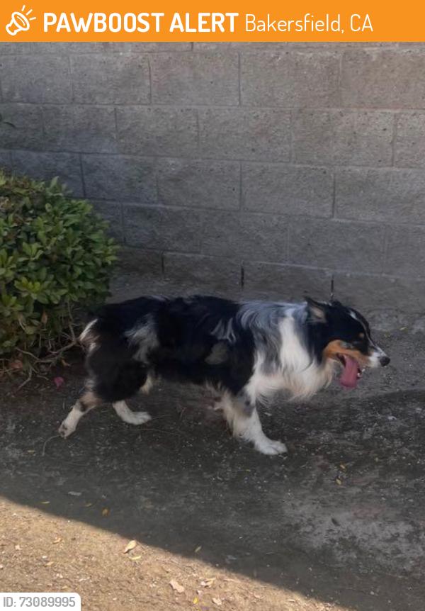Found/Stray Male Dog last seen Jewetta and Reina, Bakersfield, CA 93312