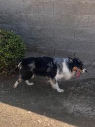 Found/Stray Male Dog last seen Jewetta and Reina, Bakersfield, CA 93312