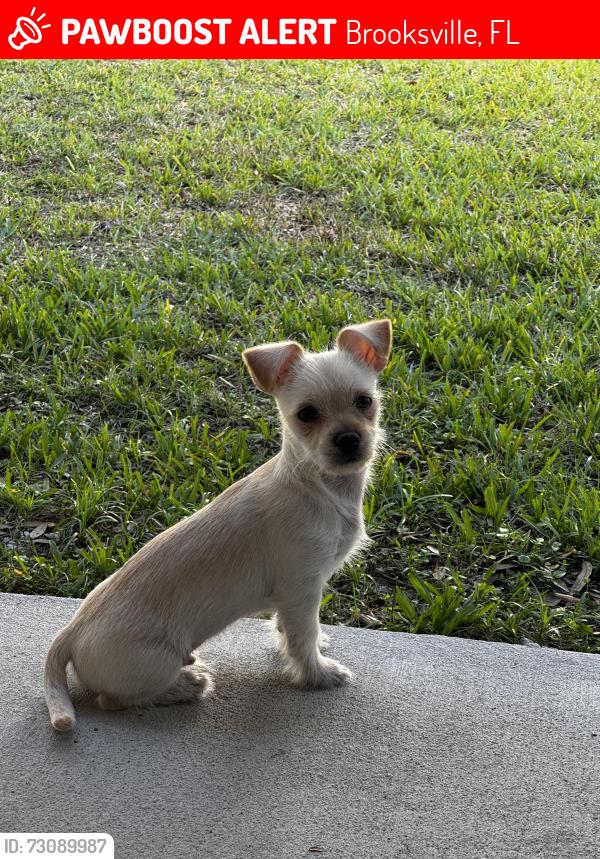 Lost Male Dog last seen MLK, Brooksville, FL 34601