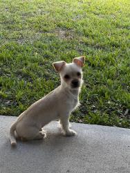 Lost Male Dog last seen MLK, Brooksville, FL 34601