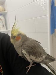 Found/Stray Unknown Bird last seen Woodland Park, San Marcos, CA 92069