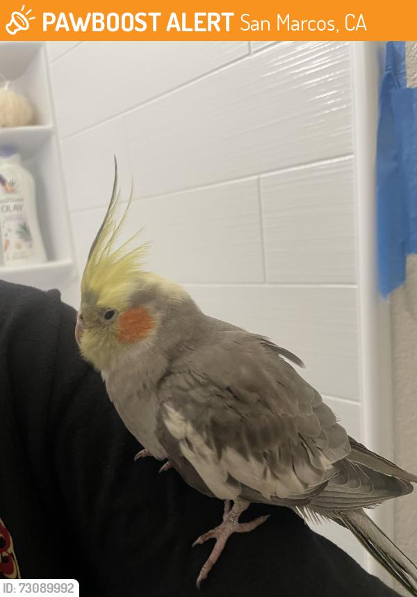 Found/Stray Unknown Bird last seen Woodland Park, San Marcos, CA 92069