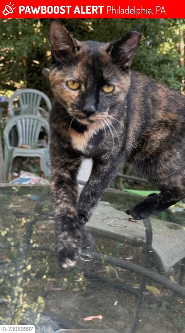 Lost Female Cat last seen Carpenter lane, Philadelphia, PA 19119