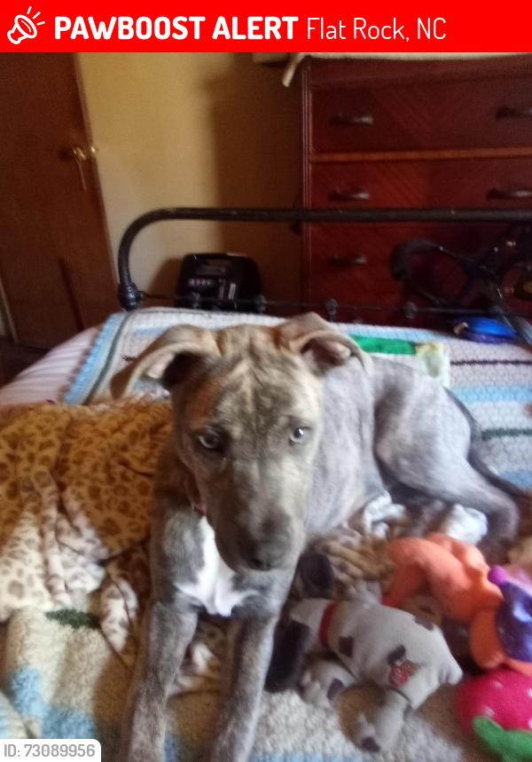 Lost Female Dog last seen McMichael lane & Edistow, Flat Rock, NC 28731