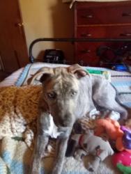Lost Female Dog last seen McMichael lane & Edistow, Flat Rock, NC 28731