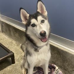 Lost Female Dog last seen Near S. Hobart Blvd, Los Angeles, CA 90062