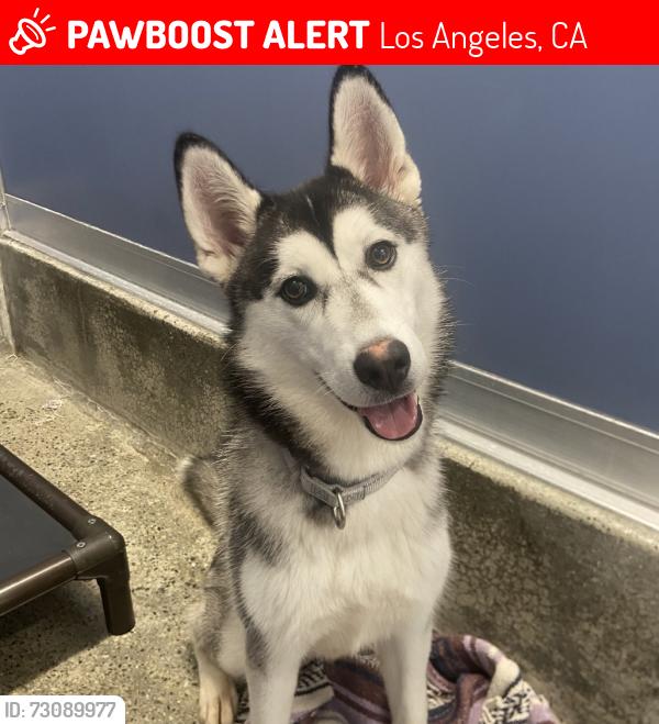 Lost Female Dog last seen Near S. Hobart Blvd, Los Angeles, CA 90062