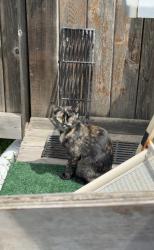 Lost Female Cat last seen Third line , Oakville, ON L6M