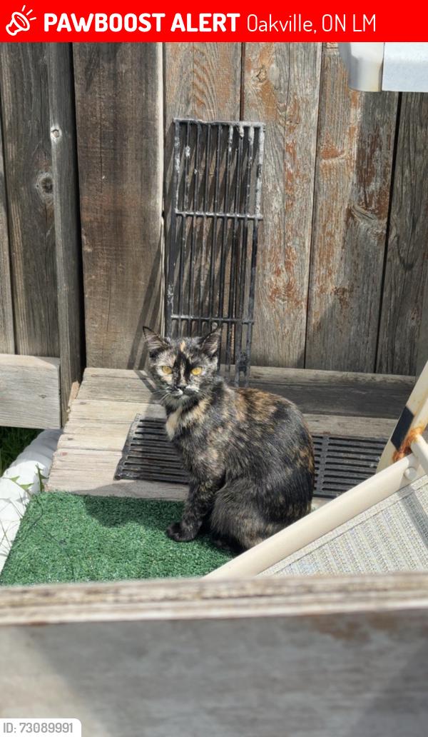 Lost Female Cat last seen Third line , Oakville, ON L6M