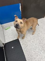 Shelter Stray Male Dog last seen Near Eisenhower rd, Atlanta, GA, 1251 Fulton Industrial Blvd NW, Atlanta, GA 30336, USA
