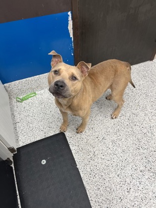 Shelter Stray Male Dog last seen Near Eisenhower rd, Atlanta, GA, 1251 Fulton Industrial Blvd NW, Atlanta, GA 30336, USA