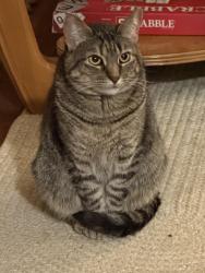 Lost Female Cat last seen Near Gladstone st, Bellingham, WA 98225