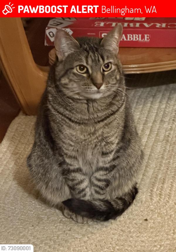 Lost Female Cat last seen Near Gladstone st, Bellingham, WA 98225