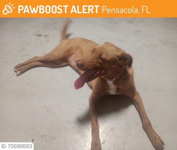 Found/Stray Male Dog last seen Commonwealth rd, Pensacola, FL 32504