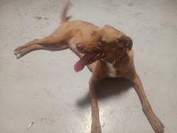 Found/Stray Male Dog last seen Commonwealth rd, Pensacola, FL 32504