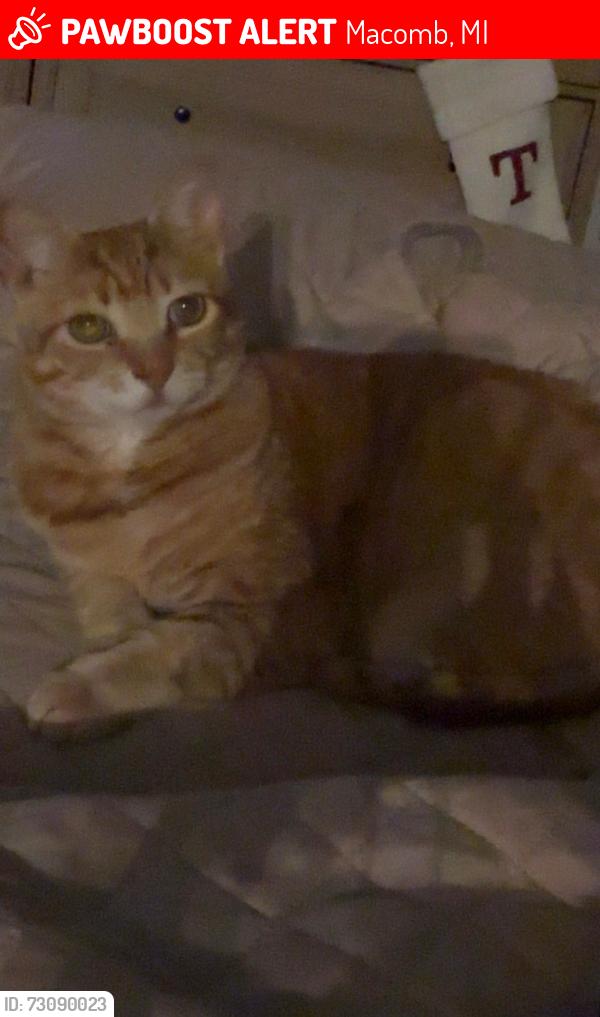 Lost Female Cat last seen Card road between 21 and 22 miles, Macomb, MI 48044