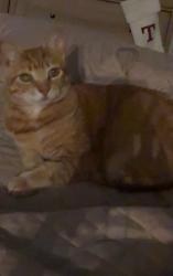 Lost Female Cat last seen Card road between 21 and 22 miles, Macomb, MI 48044