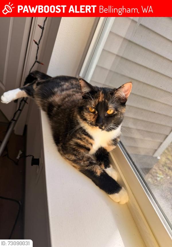 Lost Female Cat last seen Lakeway, Bellingham, WA 98229
