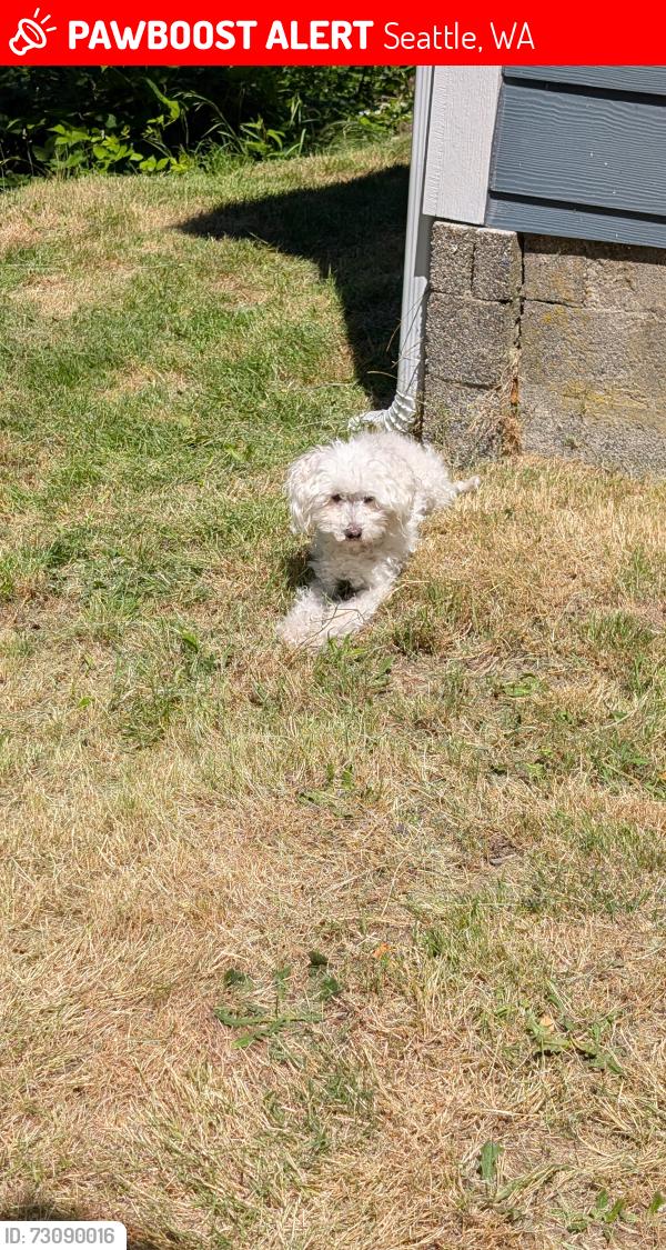 Lost Male Dog last seen 95th and greenwood, Seattle, WA 98103