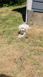 Lost Male Dog last seen 95th and greenwood, Seattle, WA 98103