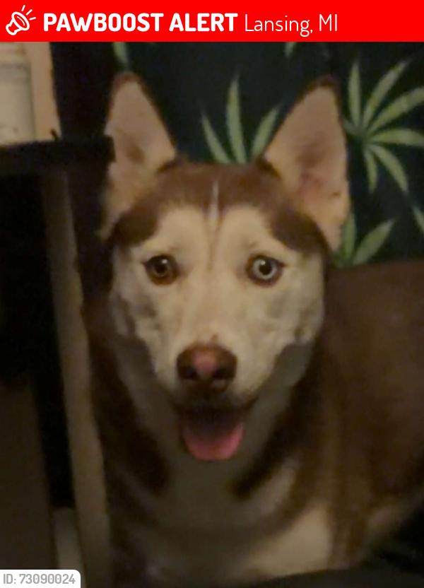 Lost Female Dog last seen West St Joseph Street and Business center, Lansing, MI 48917