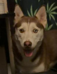 Lost Female Dog last seen West St Joseph Street and Business center, Lansing, MI 48917