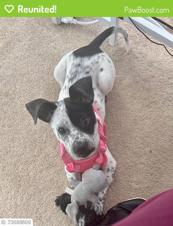 Reunited Female Dog last seen Blowing Wind Dr NW and Blowing Wind Court, Acworth, GA 30101