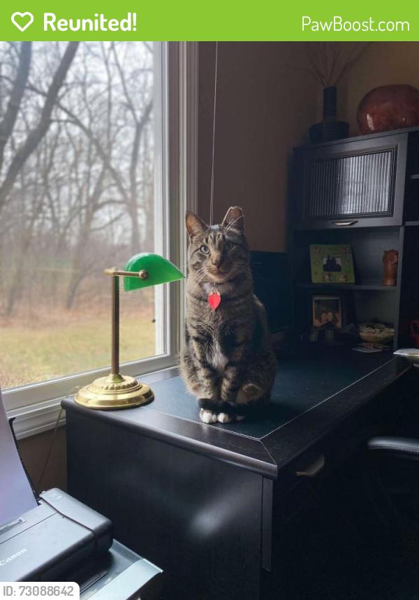 Reunited Male Cat last seen Near Carriage Hill Rd. Island Lake, IL 60042, Island Lake, IL 60042