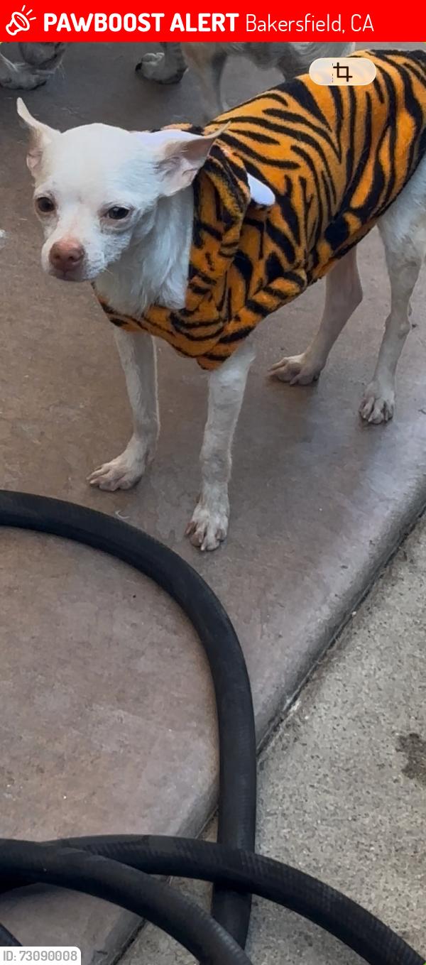 Lost Male Dog last seen belle terrace, Bakersfield, CA 93304